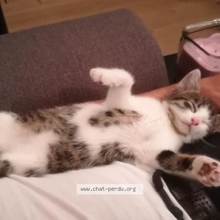 Photo 3/5 ZEUS Chat perdu à St macaire en mauges