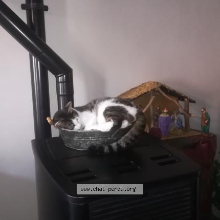 Photo 4/5 ZEUS Chat perdu à St macaire en mauges