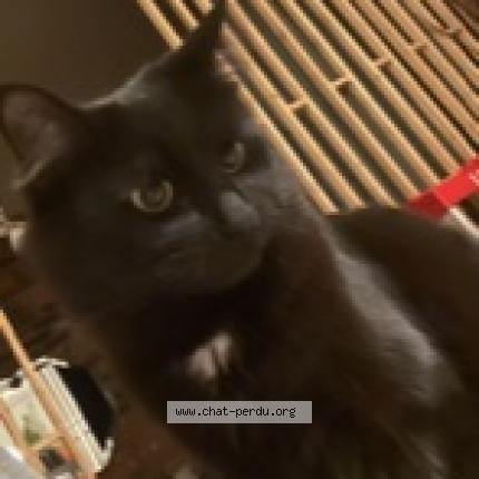 Photo 1/1 Romy Chat perdu à Montreal