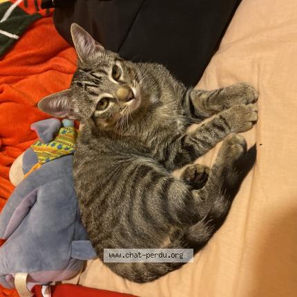 Photo de chat perdu à Venissieux