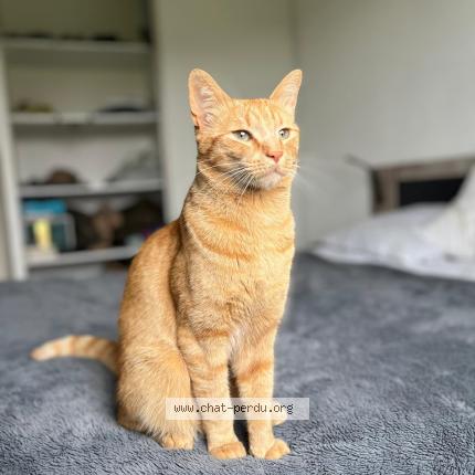 Photo de chat perdu à Lunan