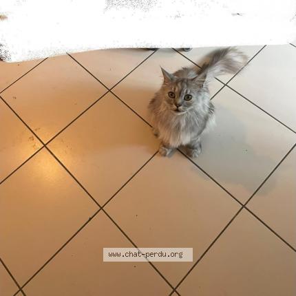 Photo de chat perdu à Toulon