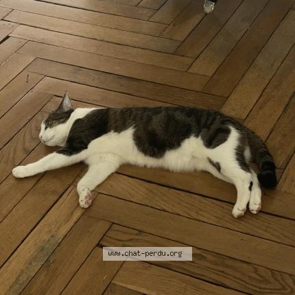 Photo de chat perdu à Orleans