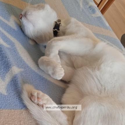 Photo de chat perdu à Chambray Les Tours