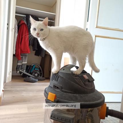 Photo 3/3 Chat retrouvé Perdu à Chambray Les Tours