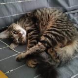 Photo de chat perdu à Mehun Sur Yevre