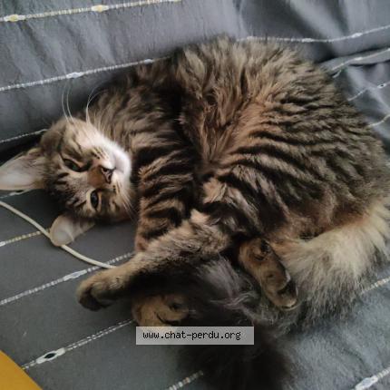 Photo 1/1 Chat retrouvé Perdu à Mehun Sur Yevre