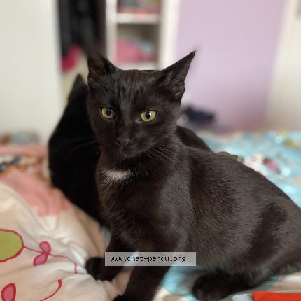 Photo 1/1 Tétris Chat perdu à Saint berthevin