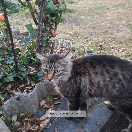 Photo 1/1 Chat retrouvé Perdu à Cesson Sevigne
