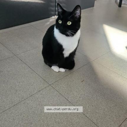Photo 1/1 Chat retrouvé Perdu à Guipavas