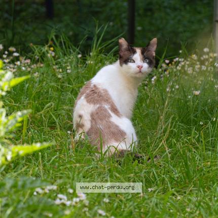 Photo de chat perdu à Nanterre