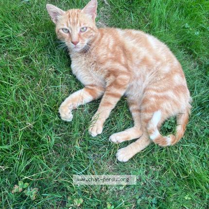 Photo de chat trouvé à Guichen