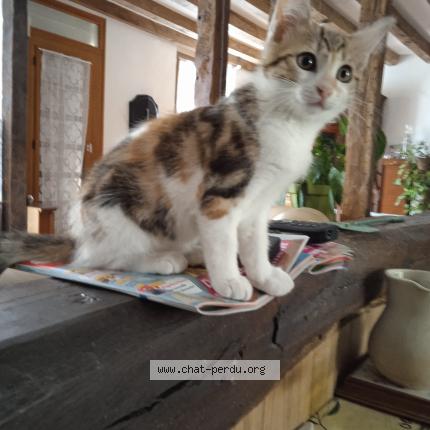 Photo 1/1 ULISSE Chat perdu à Valencay