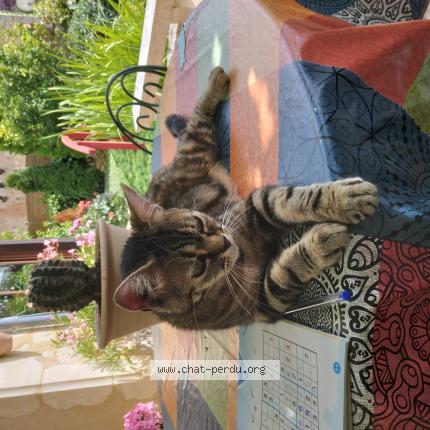 Photo de chat perdu à Souance Au Perche