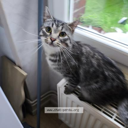 Photo 1/1 Chat retrouvé Trouvé à Longuyon