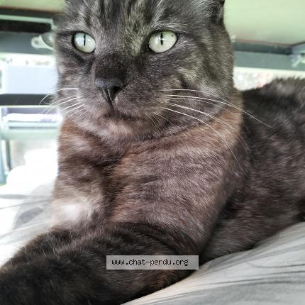 Photo de chat perdu à Marseille
