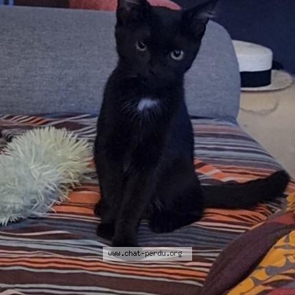 Photo de chat perdu à Lille