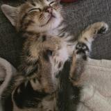 Photo de chat perdu à La Coucourde