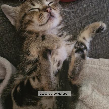 Photo 1/1 Chat retrouvé Perdu à La coucourde