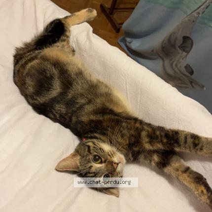 Photo 1/1 Chat retrouvé Perdu à Etupes