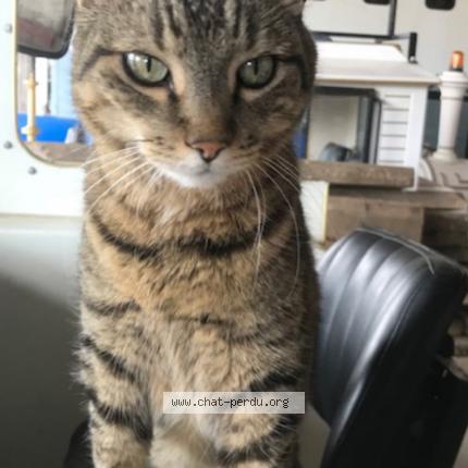 Photo 1/1 Déclic Chat perdu à La villeneuve en chevrie