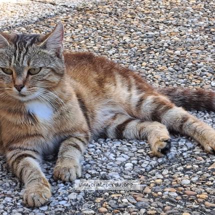 Photo de chat perdu à Chatillon Sur Indre