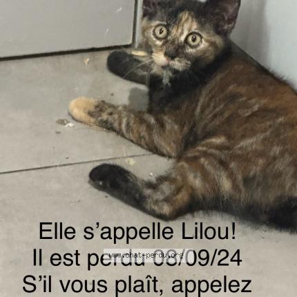 Photo 1/1 Chat retrouvé Perdu à Nice