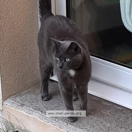 Photo de chat perdu à Lannion