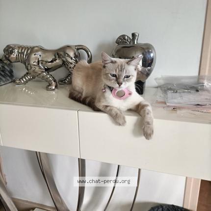 Photo 1/1 Chat retrouvé Perdu à Saint Marcel Les Valence