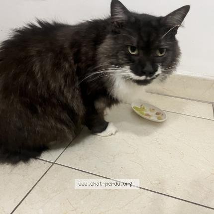 Photo 1/1 Chat retrouvé Trouvé à Boulogne Billancourt