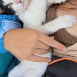 Photo de chat perdu à Viriat