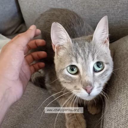 Photo 1/1 Chat retrouvé Perdu à Poitiers