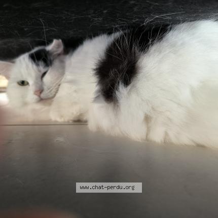 Photo 1/1 Chat retrouvé Perdu à Objat