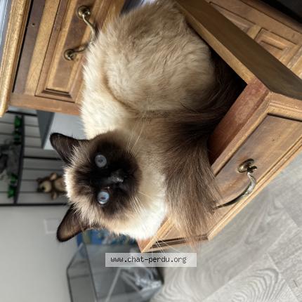 Photo de chat perdu à Sens