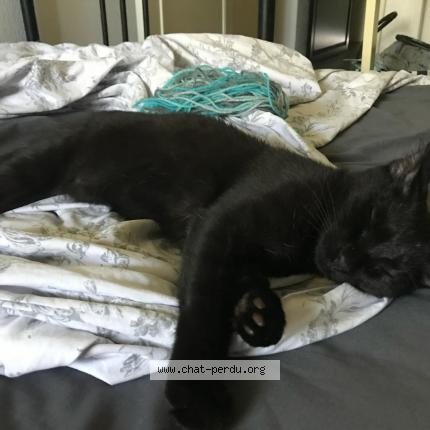 Photo 1/1 Chat retrouvé Perdu à Pessac