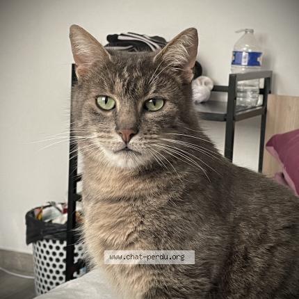 Photo de chat perdu à Montmorency