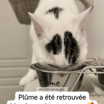 Photo de chat trouvé à Chevigny Saint Sauveur