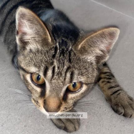 Photo 1/1 Nifang Chat perdu à Antibes