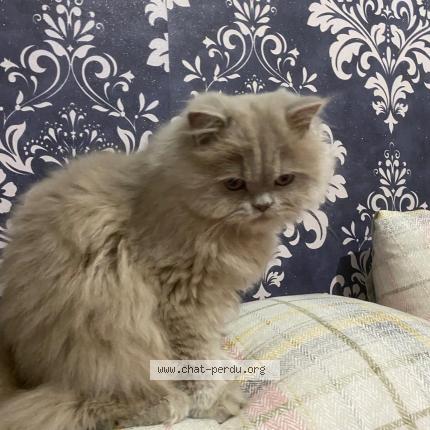 Photo 1/1 Salma- Mimi Chat perdu à Patte d oie