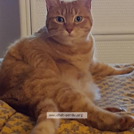 Photo 1/1 Minette Chat perdu à St hilaire st florent saumur