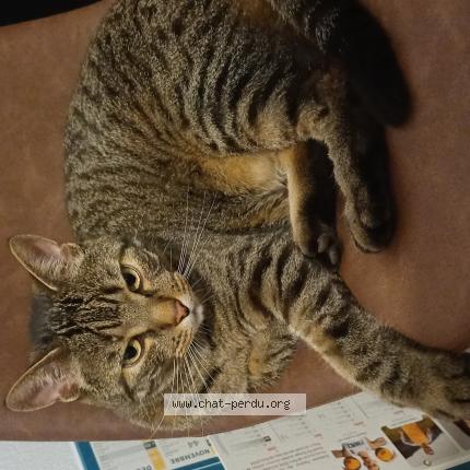 Photo de chat perdu à Metz