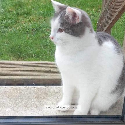 Photo de chat perdu à Saint Brieuc