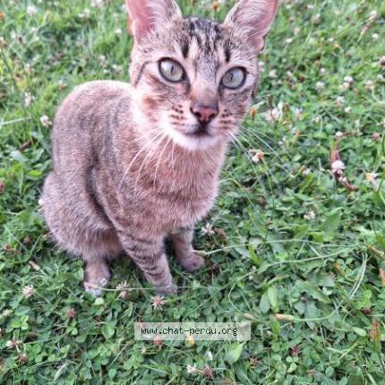 Photo 1/1 Tigrou Chat perdu à Pace