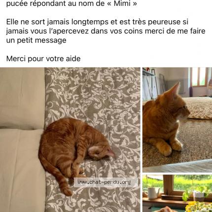 Photo de chat perdu à Haute Amance