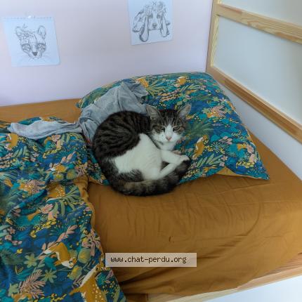 Photo de chat perdu à Marolles En Hurepoix