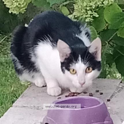 Photo de chat trouvé à Limeil Brevannes