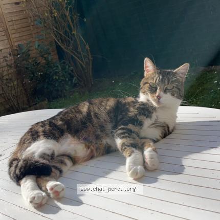Photo 1/1 Chat retrouvé Perdu à Etampes