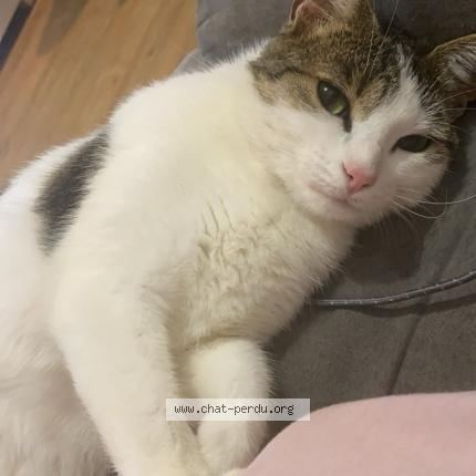 Photo de chat perdu à Saint Quentin En Mauges