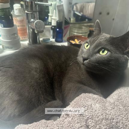 Photo 1/1 pedro Chat perdu à Avon