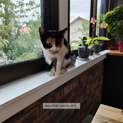 Photo de chat perdu à Vaires Sur Marne
